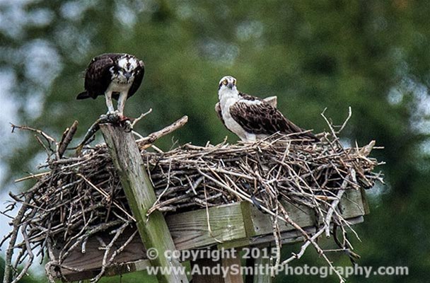 61 Ospreys on Nest